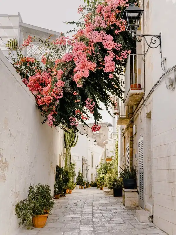 Pink Bougainvillea, pink flowers in the streets of Puglia, Italy | travel photography 1 Warranty Included