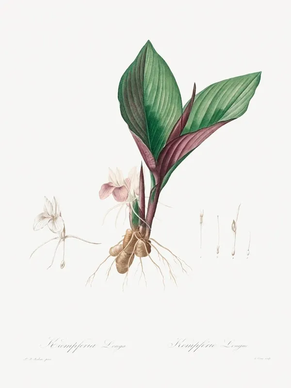 Kaempferia Longa (1802–1816), Pierre Joseph Redoute Handmade