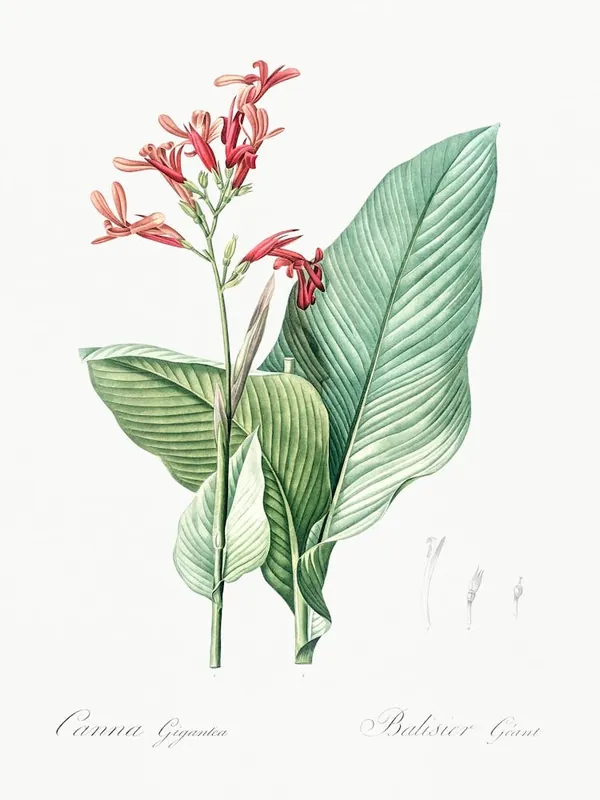 Canna Lily Illustration From Les Liliacées (1805), Pierre Joseph Redoute Certified