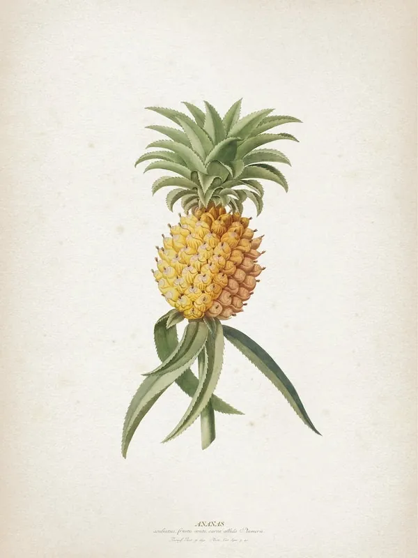 Vintage Ehret 1 Ananas Aculeatus Direct From Factory