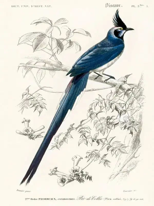 Reduced Price Black Throated Magpie Jay (Pica Colliei), Charles Dessalines D'Orbigny