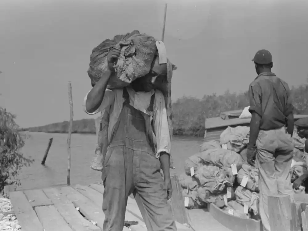Fresh Stock Untitled Photo, Possibly Related To Stevedore With Sack Of Oysters On Back, Olga, Louisiana By Russell Lee