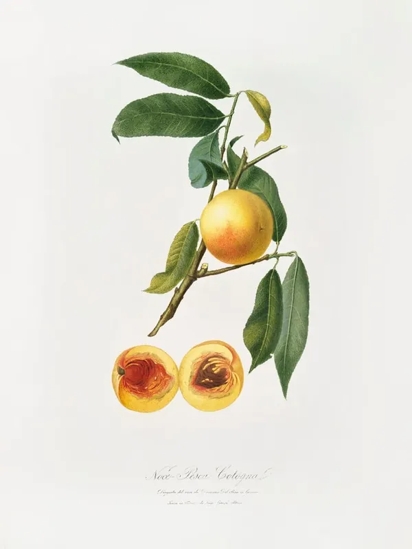 Peach (Prunus Persica) From Pomona Italiana (1817 1839), Giorgio Gallesio 4 In Demand