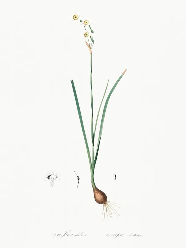 Species Daffodil Illustration From Les Liliacées (1805), Pierre Joseph Redoute Certified