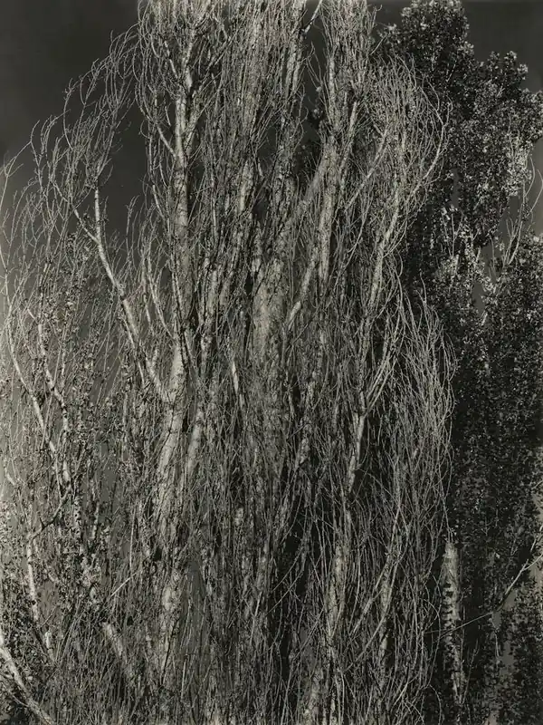 Free Shipping Poplars—Lake George (1932), Alfred Stieglitz