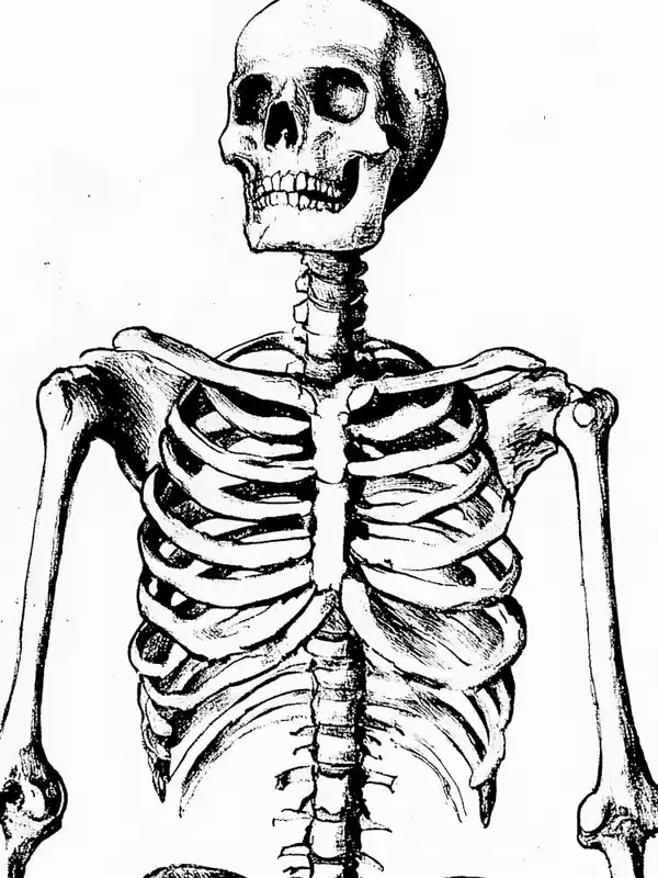 Modern Skeleton 17