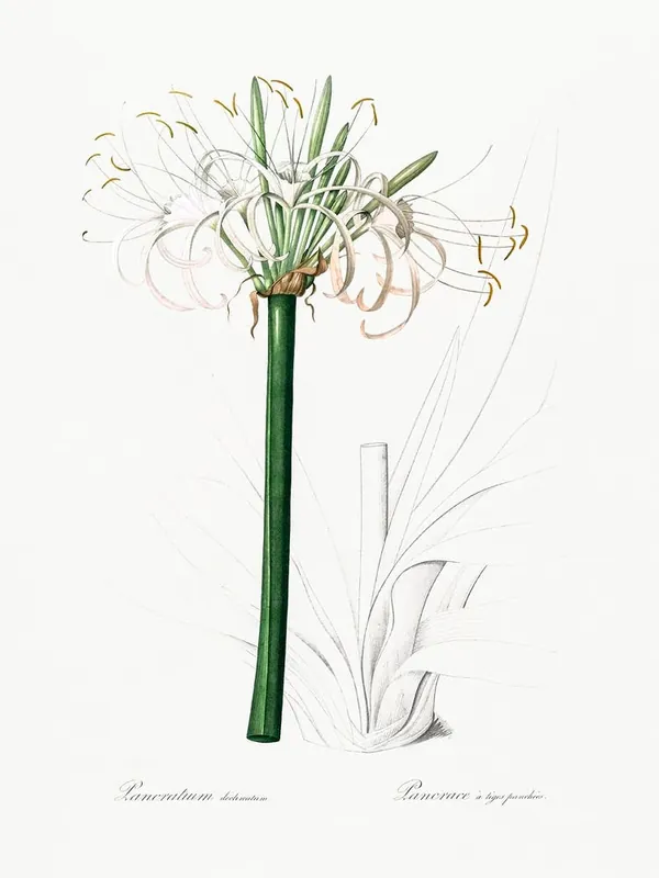 One Day Deal Caribbean Spider Lily Illustration From Les Liliacées (1805), Pierre Joseph Redoute
