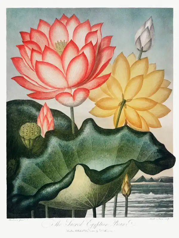 The Sacred Egyptian Bean From The Temple Of Flora (1807), Robert John Thornton Holiday Sale