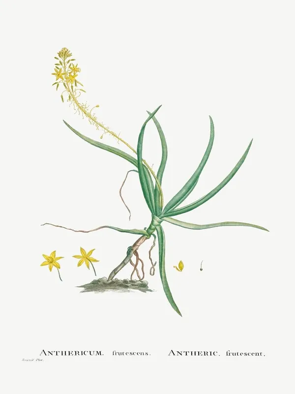 Money Back Guarantee Anthericum Frutescens, Pierre Joseph Redoute