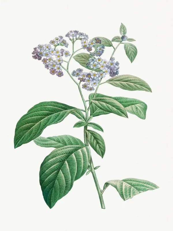Worldwide Shipping Forget Me Not, Pierre Joseph Redouté