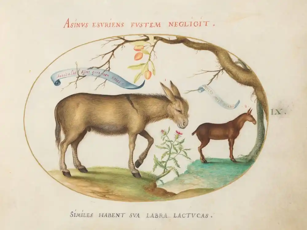 Animalia Qvadrvpedia et Reptilia (c. 1575-1580), Joris Hoefnagel (15) Time-Limited