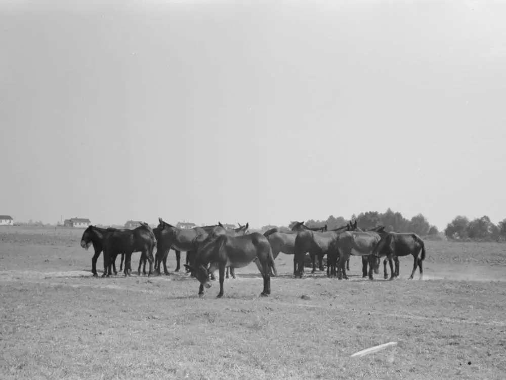 Brand New Untitled Photo, Possibly Related To Mules, Lake Dick Cooperative Association, Lake Dick, Arkansas By