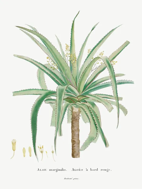 Aloe Marginalis, Pierre Joseph Redoute Worldwide Shipping