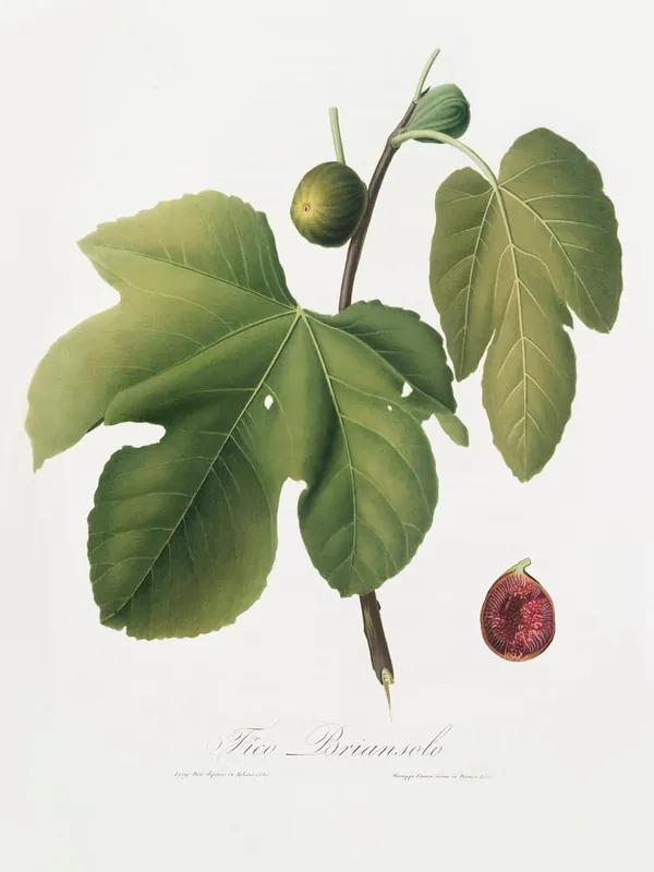 Briansole Figs (Ficus Carica Sativa) From Pomona Italiana (1817 - 1839), Giorgio Gallesio Modern
