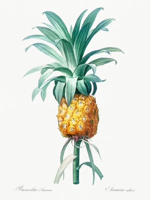 Limited Edition Pineapple Illustration From Les Liliacées, Pierre Joseph Redouté