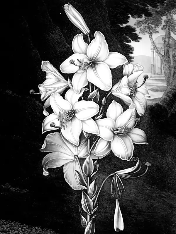 Lily Of The Valley 2 High Quality
