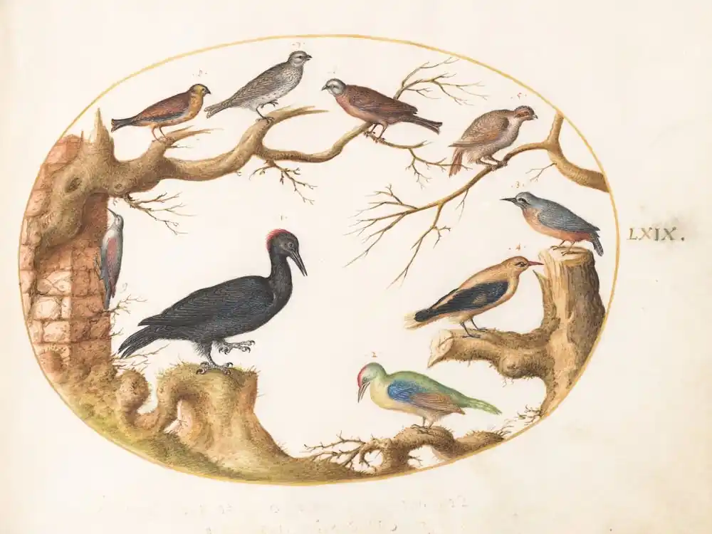Animalia Volatilia Et Amphibia, Joris Hoefnagel (6) Reduced Price