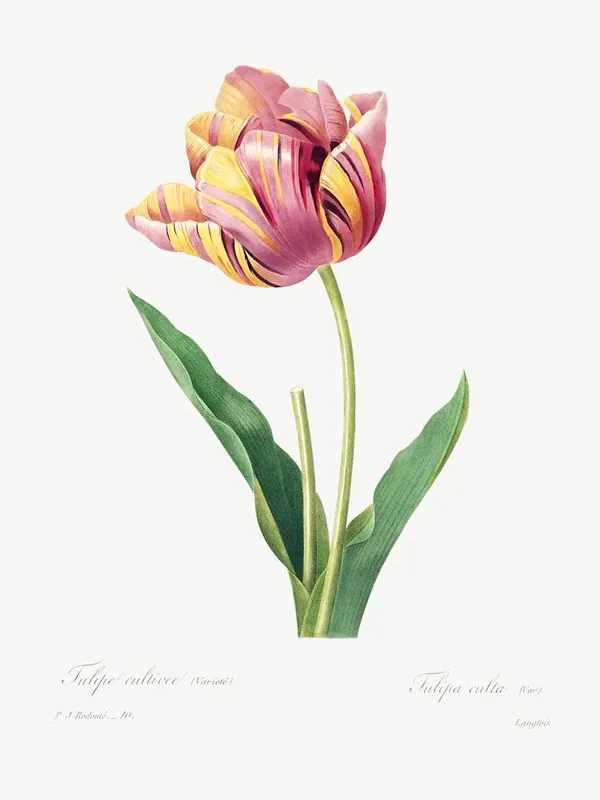 Tulip, Pierre Joseph Redoute Discount