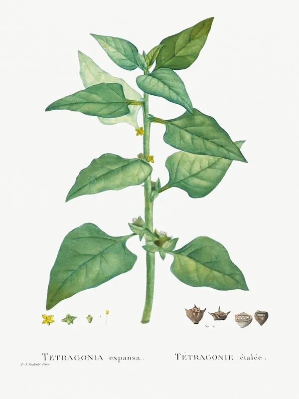 Tetragonia Expansa (New Zealand Spinach) From Histoire Des Plantes Grasses (1799), Pierre Joseph Redoute Super Sale