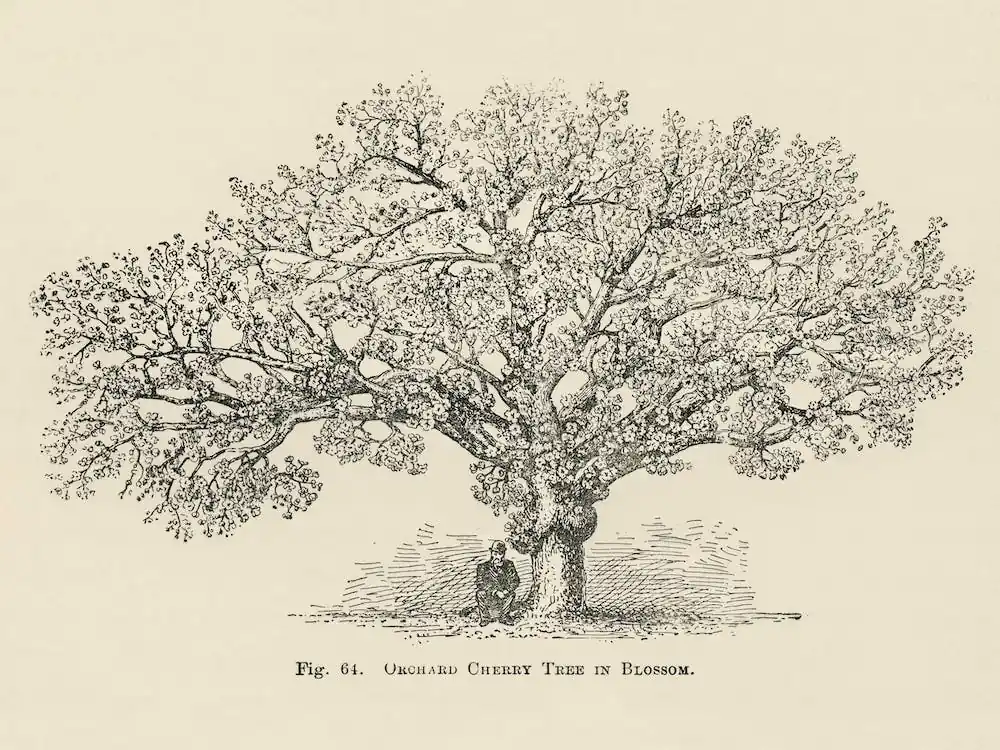 Vintage Illustration Of Orchard Cherry Tree, John Wright Reduced Price