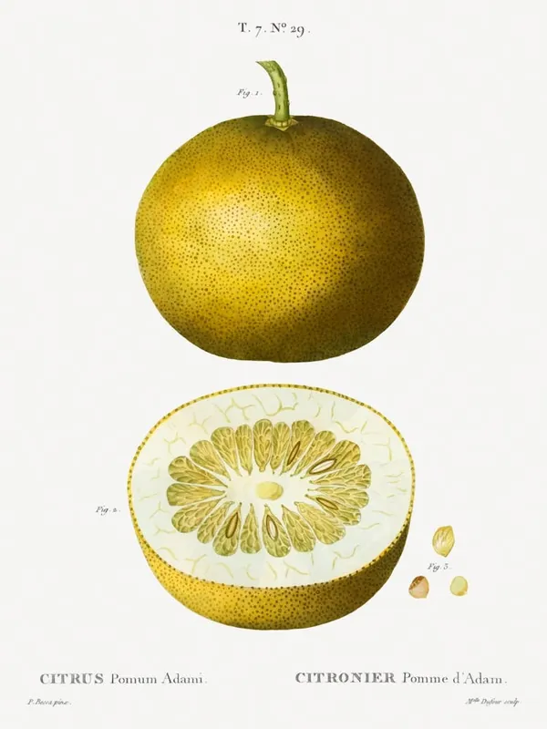 Citrus, Adam's Apple, Pierre Joseph Redoute Genuine