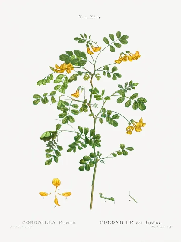 While Supplies Last Scorpion Senna, Pierre Joseph Redoute