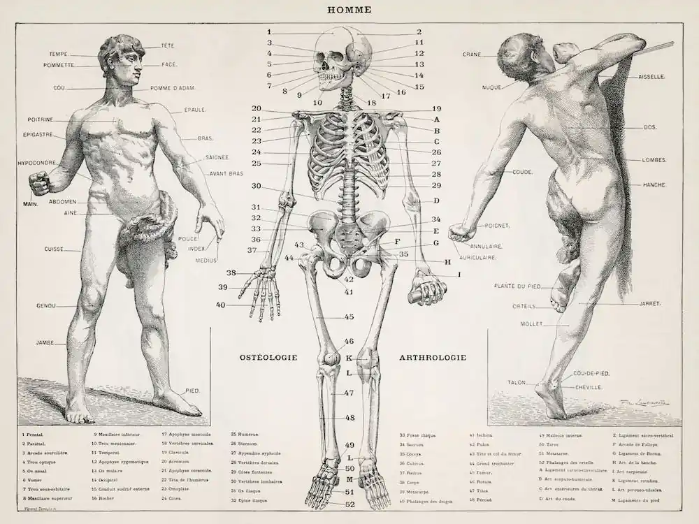 The Human Body Direct From Factory